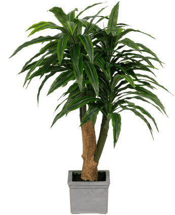 Kunstig Dracaena Tre i Sement Potte110cm