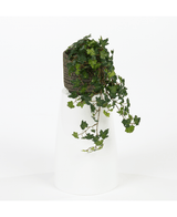 Kunstig Eføy Deluxe Grønn 60cm