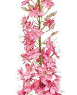 Kunstig Eremurus Rosa Fløyel M/ GullStilk 105cm