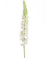 Kunstig Eremurus Stilk Kremhvit 105cm