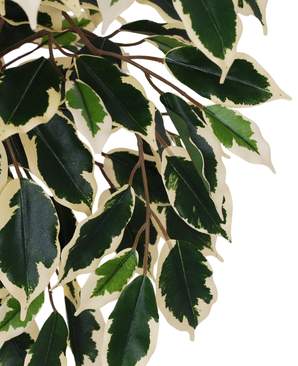 Kunstig Fat Fikus Grønnhvit 90cm