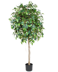 Kunstig Fikus Benjamin Tre 150cm