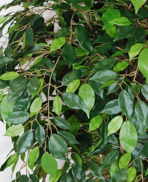 Kunstig Fikus Benjamin Tre 180cm