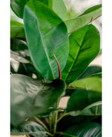 Kunstig Fikus Gummiplante i Potte 51cm