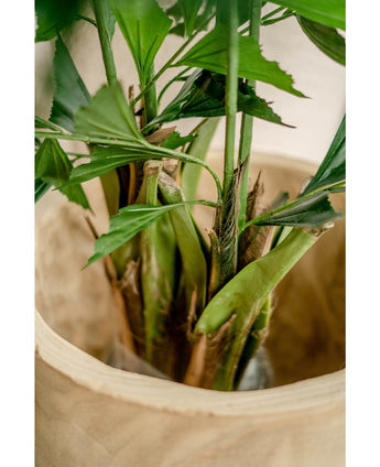 Kunstig Fishtail Palme 160cm