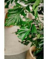 Kunstig Fishtail Palme 160cm