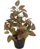 Kunstig Fittonia Rød i Potte 25cm