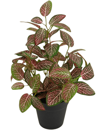 Kunstig Fittonia Rød i Potte 25cm