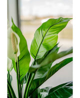 Kunstig Fredslilje Spathiphyllum 85cm