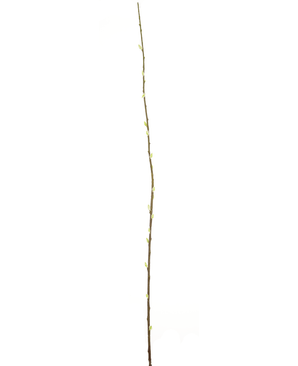 Kunstig Gåsunge Salix Gren 150cm