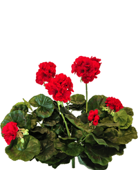 Kunstig Geranium Rød 40cm