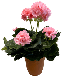 Kunstig Geranium UV i Potte Rosa 35cm