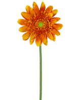 Kunstig Gerbera Oransje 53cm