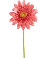 Kunstig Gerbera Rosa 53cm