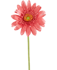 Kunstig Gerbera Rosa 53cm