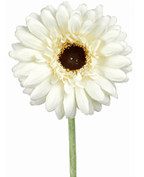 Kunstig Gerbera Stilk Kremhvit 55cm