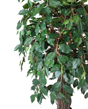 Kunstig Gråtende Fikus Benjamina 150cm