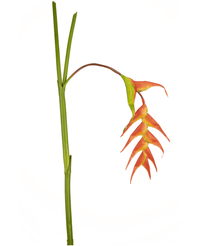 Kunstig Heliconia Blomst 120cm