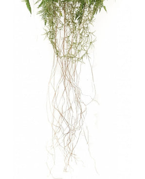 Kunstig Hengende Bregne Rot D35cm