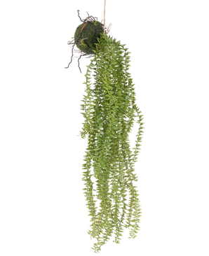 Kunstig Hengende Phlegmariurus på ball 55cm