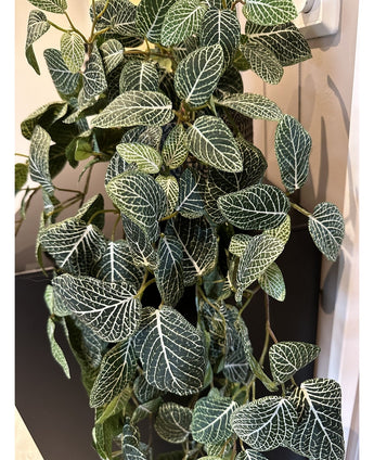 Kunstig Hengeplante Fittonia Grønnhvit 70cm