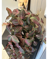 Kunstig Hengeplante Fittonia Rødhvit 70cm