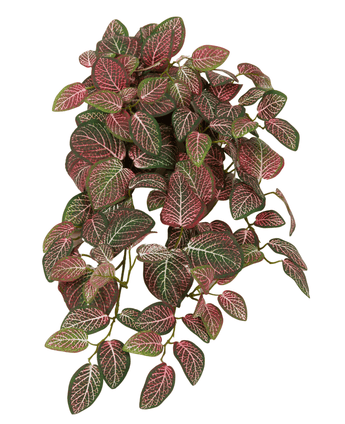 Kunstig Hengeplante Fittonia Rødhvit 70cm