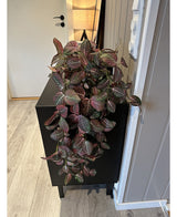 Kunstig Hengeplante Fittonia Rødhvit 70cm