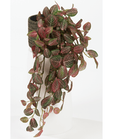 Kunstig Hengeplante Fittonia Rødhvit 70cm