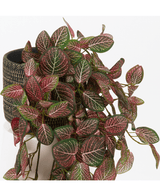 Kunstig Hengeplante Fittonia Rødhvit 70cm