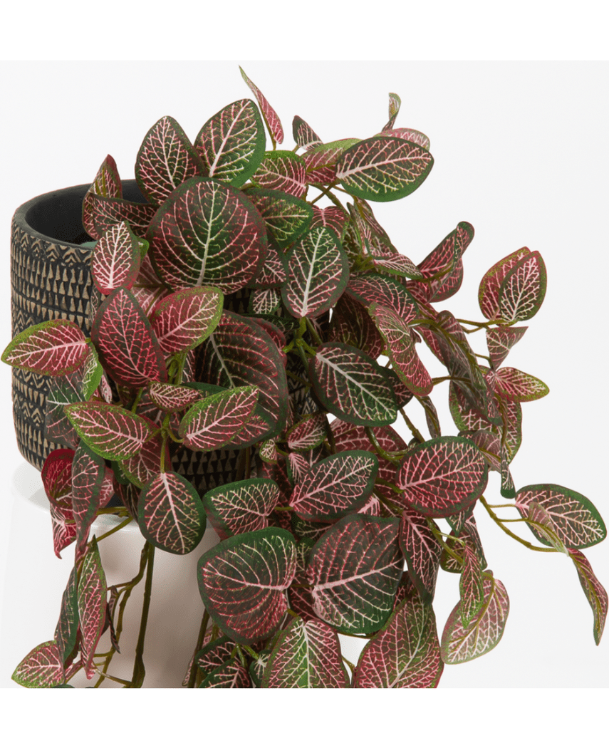 Kunstig Hengeplante Fittonia Rødhvit 70cm