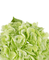 Kunstig Hortensia "Annabelle" Real Touch Grønn 55cm