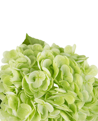 Kunstig Hortensia "Annabelle" Real Touch Grønn 55cm