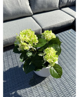 Kunstig Hortensia Deluxe Kremhvit/Grønn UV 35cm