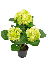 Kunstig Hortensia Deluxe Kremhvit/Grønn UV 35cm