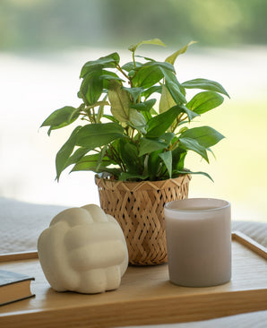 Kunstig "Husvandrer" i Potte UV 25cm