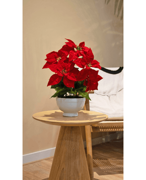 Kunstig Julestjerne Fyldig Rød i Skål 44cm