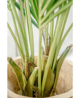 Kunstig Kentia Palme Brannsikker 190cm