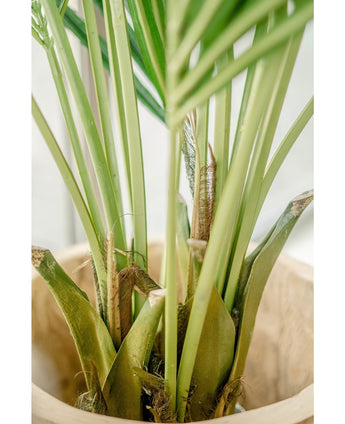 Kunstig Kentia Palme Brannsikker 190cm