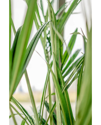 Kunstig Kentia Palme Brannsikker 190cm