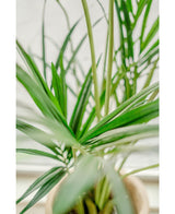 Kunstig Kentia Palme Brannsikker 190cm