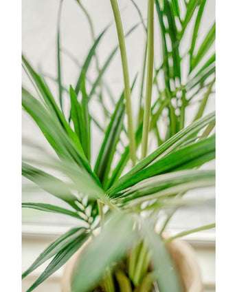 Kunstig Kentia Palme Brannsikker 190cm