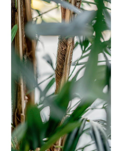 Kunstig Lady Palme 180cm