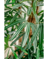 Kunstig Lady Palme Brannsikker 150cm