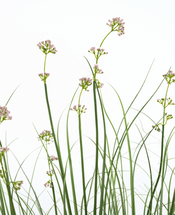 Kunstig Løkgress Fyldig Rosa 120cm