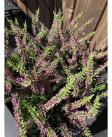 Kunstig Lyng Erica i Potte 30cm