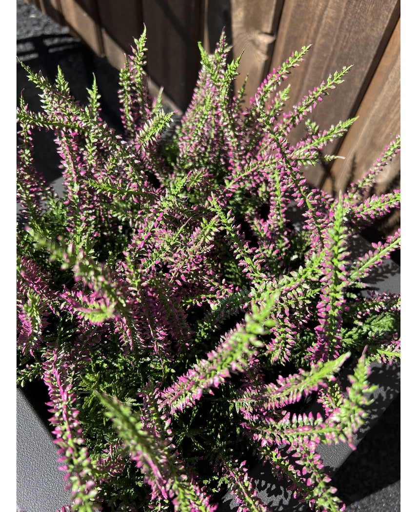 Kunstig Lyng Erica i Potte 30cm