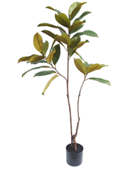 Kunstig Magnolia ‘Teddy Bear’ Tre 120cm