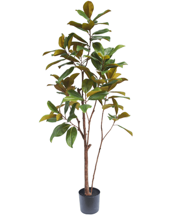 Kunstig Magnolia ‘Teddy Bear’ Tre 180cm