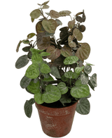 Kunstig Peperomia 35cm